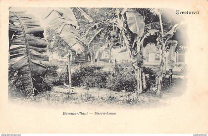 Sierra Leone - Banana plantation - Publ. unknown