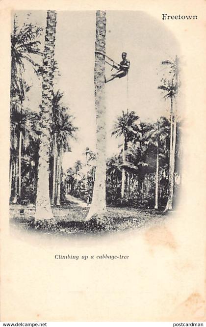 Sierra Leone - Climbing a cabbage tree - Publ. unknown