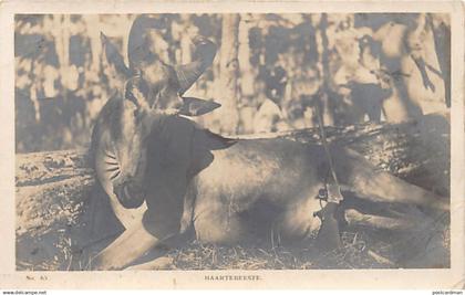 Zimbabwe - Haartebeeste - REAL PHOTO - Publ. Smart & Copley 65