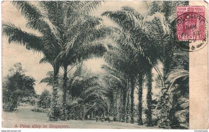 CPA - Carte postale Singapour  A Palm Alley in Singapore 1909 VM52479ok