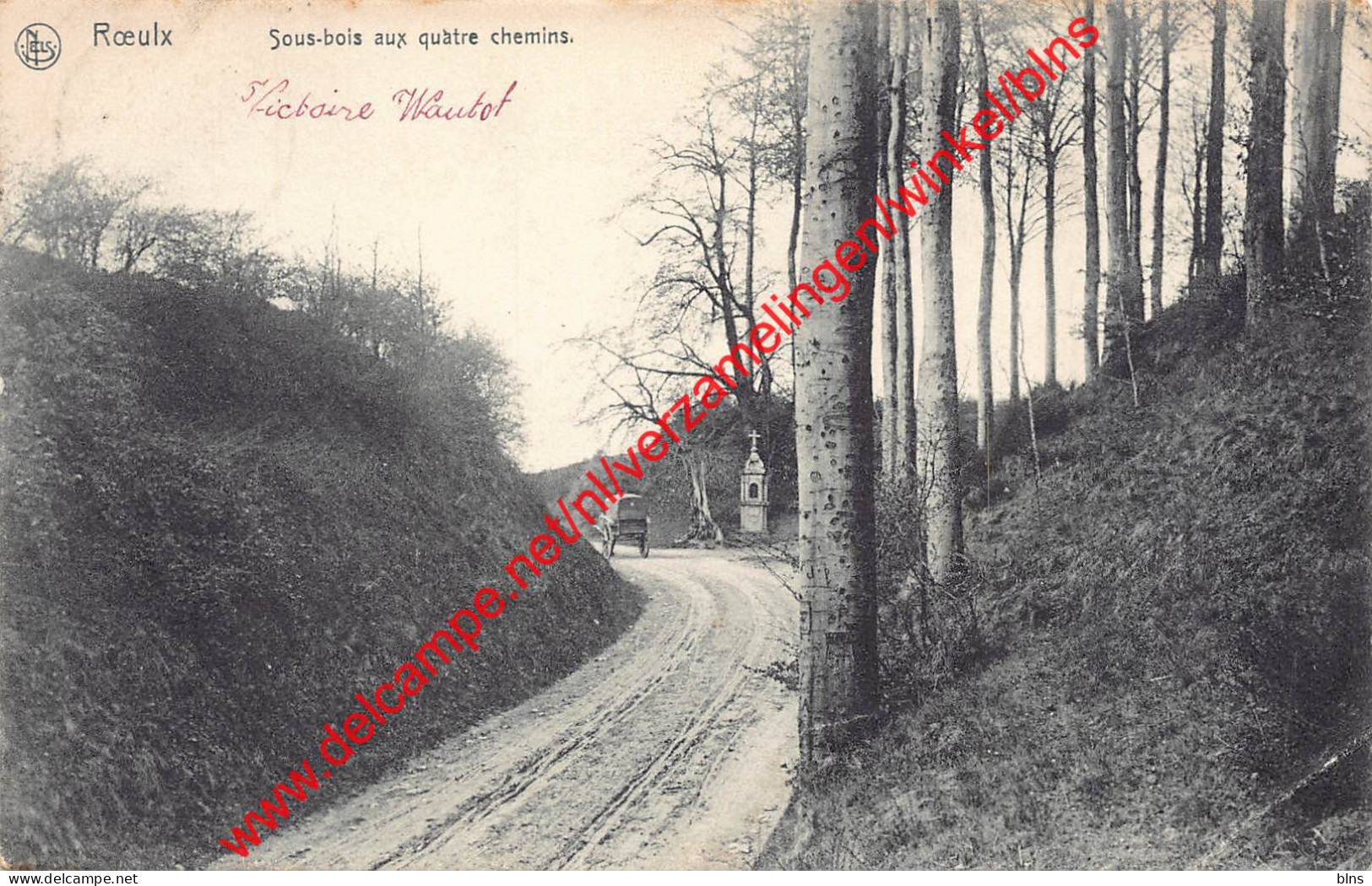 Sous-bois aux quatre chemins - Le Roeulx