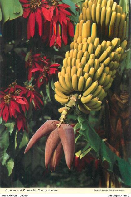 Spain postcard Africa Grand Canary  island Bananas and Poinsettia 1975