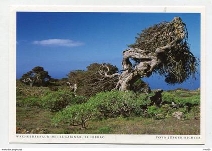 AK 075114 SPAIN - El Hierro - Wacholderbaum bei El Sabinar