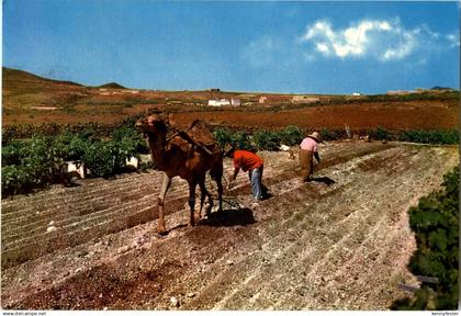 Islas Canarias - Ploughing with camel