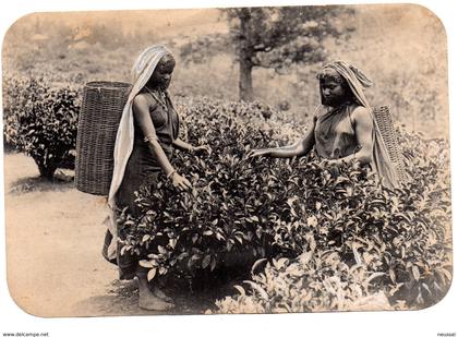 foto mujeres recojiendo hojas.