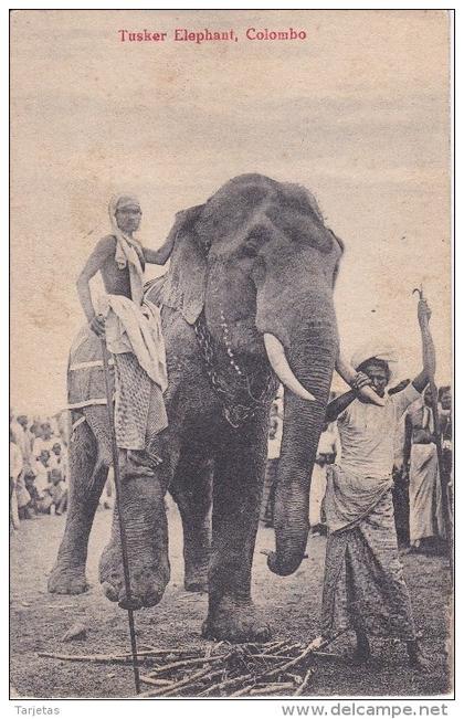 POSTAL DE TUSKER ELEPHANT EN COLOMBO (CEILAN) (ELEFANTE) (PRINTED IN SAXONY)