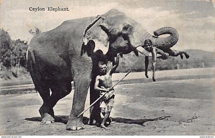 Sri Lanka - Ceylon elephant - Publ. Plâté Ltd. 40