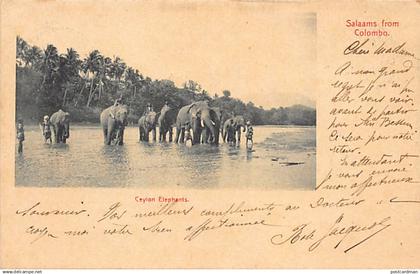 Sri Lanka - Ceylon elephants - Publ. Plâté & Co.