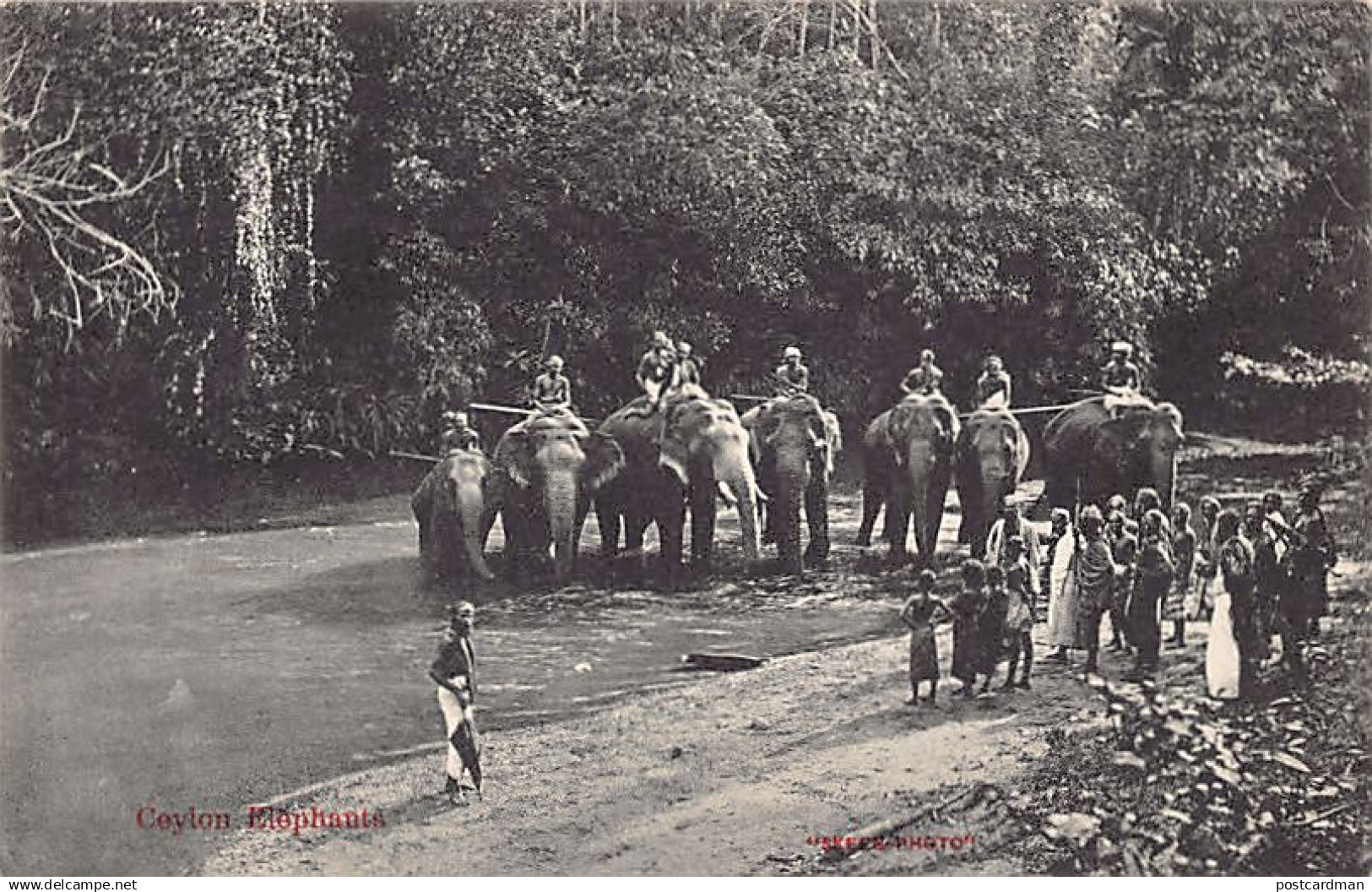 Sri Lanka - Ceylon elephants - Publ. Skeen-Photo