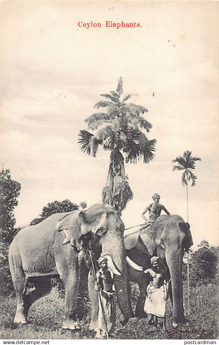 Sri Lanka - Ceylon Elephants - Publ. Skeen Photo