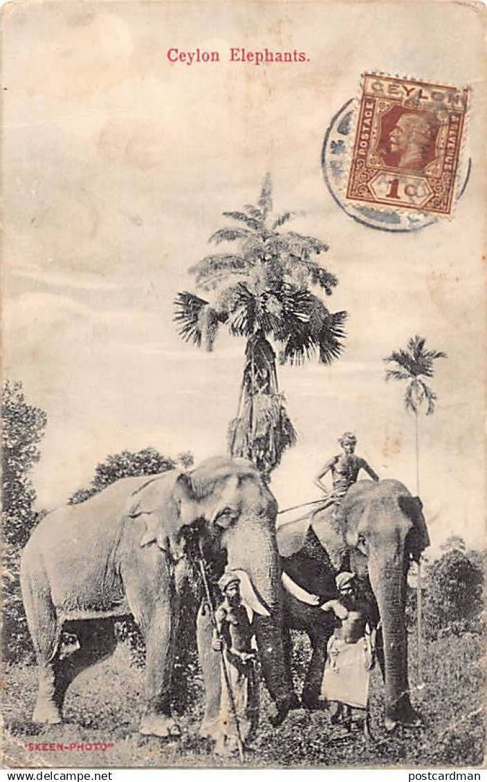 Sri Lanka - Ceylon elephants - Publ. Skeen-Photo