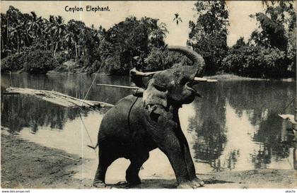 PC CPA SRI LANKA, CEYLON, CEYLON ELEPHANT, Vintage Postcard (b12813)