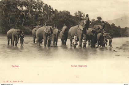 PC CPA SRI LANKA, CEYLON, CEYLON ELEPHATNS, Vintage Postcard (b13659)