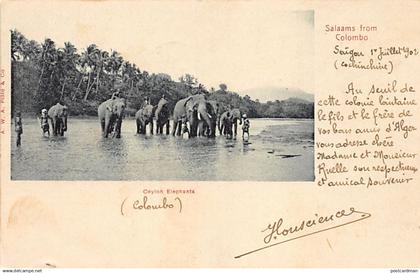 Sri Lanka - Ceylon Elephants - Publ. A.W.A. Plâté & Co.