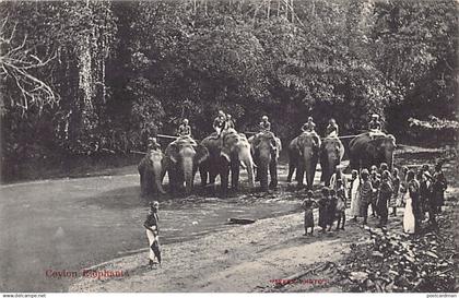 Sri Lanka - Ceylon elephants - Publ. Skeen-Photo