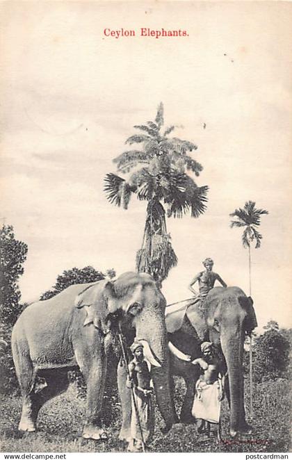 Sri Lanka - Ceylon Elephants - Publ. Skeen Photo