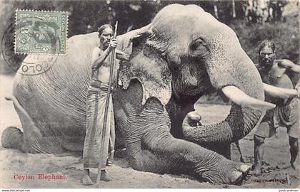 Sri Lanka - Ceylon elephants - Publ. Skeen-Photo