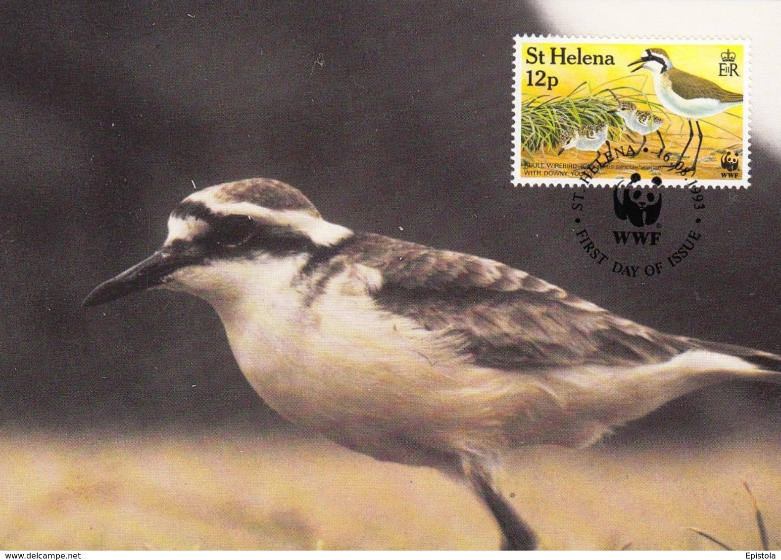 ST. HELENA 1993 MAXIMUM CARD - BIRDS - ST HELENA WIREBIRD (Charadrius Sanctaehelenae)