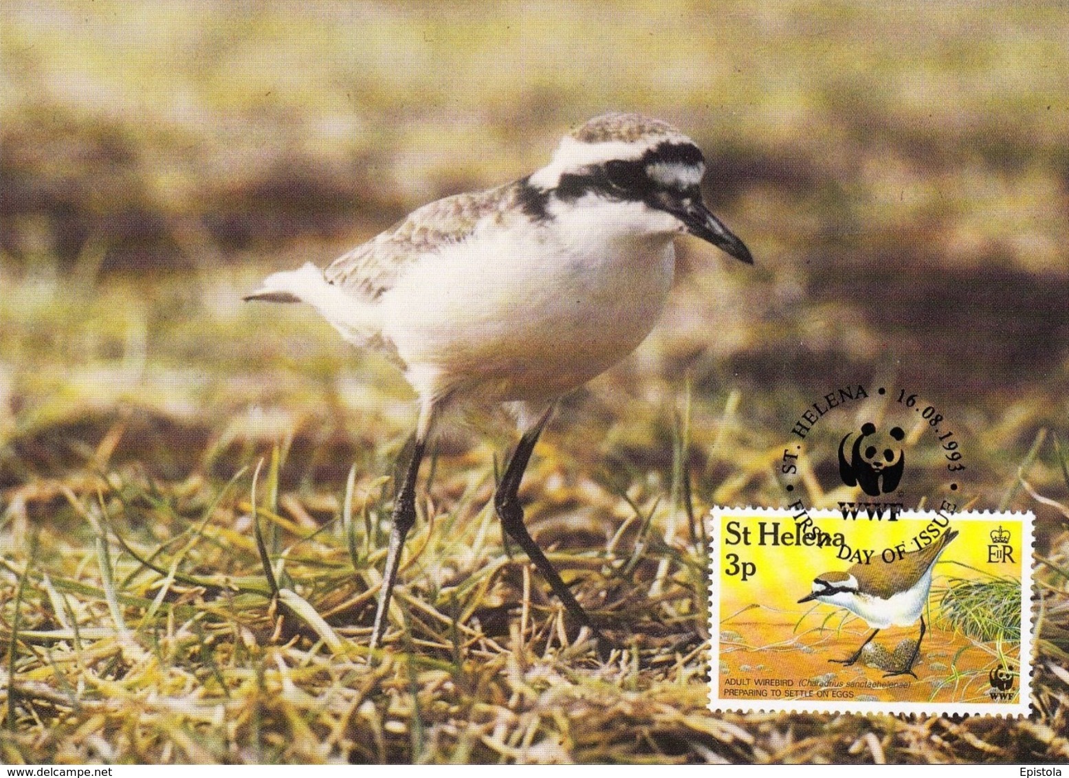 ST. HELENA 1993 MAXIMUM CARD - BIRDS - ST HELENA WIREBIRD (Charadrius Sanctaehelenae)