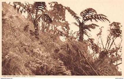 ST. HELENA - Tree Ferns on Diana's Peak - Publ. Pharmacy