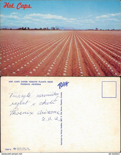 Postcard Phöenix Phoenix Hot Caps Tomato Plants - Arizona 1969