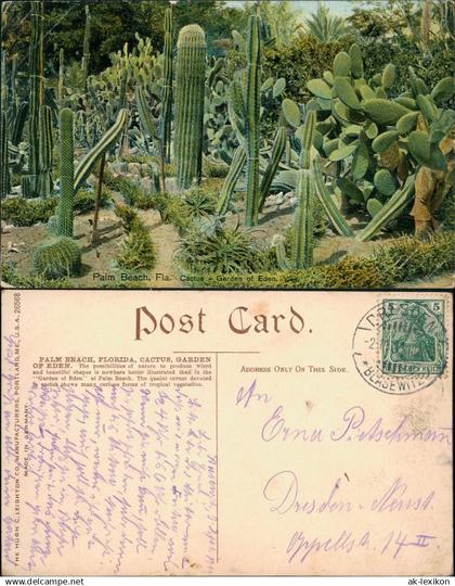 Postcard West Palm Beach Cactus Garden of Eden - Kaktus 1916