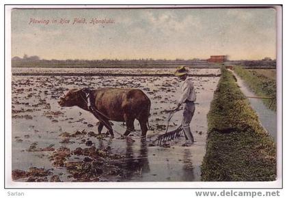 HAWAII , Plowing in rice field , Honolulu