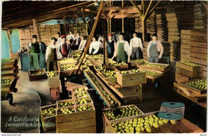 PC CPA U.S. , CA, A CALIFORNIA LEMON PACKING HOUSE, Vintage Postcard (b22121)