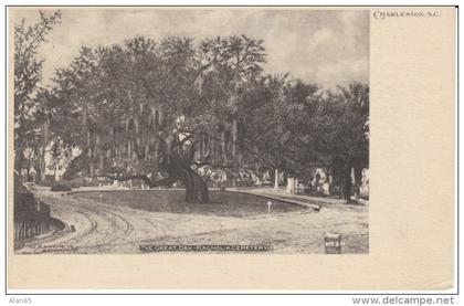 Charleston SC South Carolina, Great Oak Magnolia Cemetery, c1900s Vintage Postcard