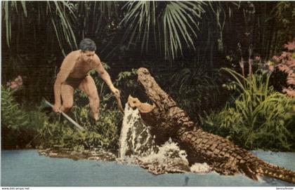 Silver Springs - Alligator