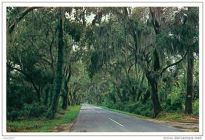 CPM - The Road to SUMMERVILLE (Charleston Post Card Co, 43058-B)