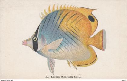 Hawaii Fish Series #237 'Lauhau', HI Exposition Commission, Hawaii & Island Curio Co. c1900s/10s Vintage Postcard