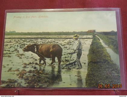 CPA - Honolulu - Plowing in Rice Field