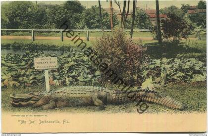 Florida - Jacksonville - Big Joe - Alligator - Edition The Rotograph Co. N. Y. City 1904