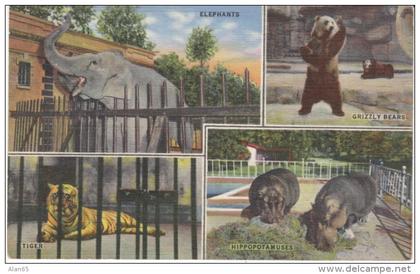 Memphis TN Tennessee, Zoo Scenes Elephant Tiger Hippopotamus Grizzley Bear, c1940s Vintage Curteich Linen Postcard