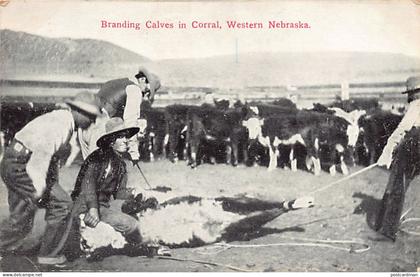 ALLIANCE (NE) Western Nebraska - Branding Calves in Corral - Publ. Miller Bros. 10