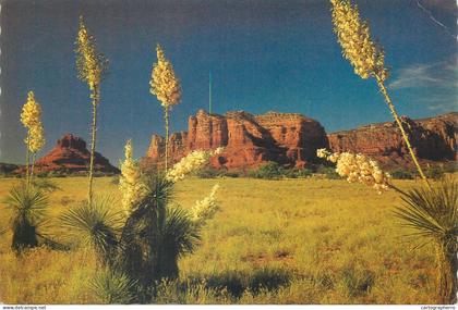 Postcard United States AZ - Arizona > Phoenix Yucca Spanish Bayonet