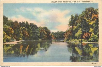 Silver Springs river scenic linen postcard