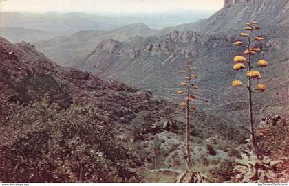 ETATS UNIS - Texas - Big Bend National park - The maguey or century plant with candelabrum... - Carte postale