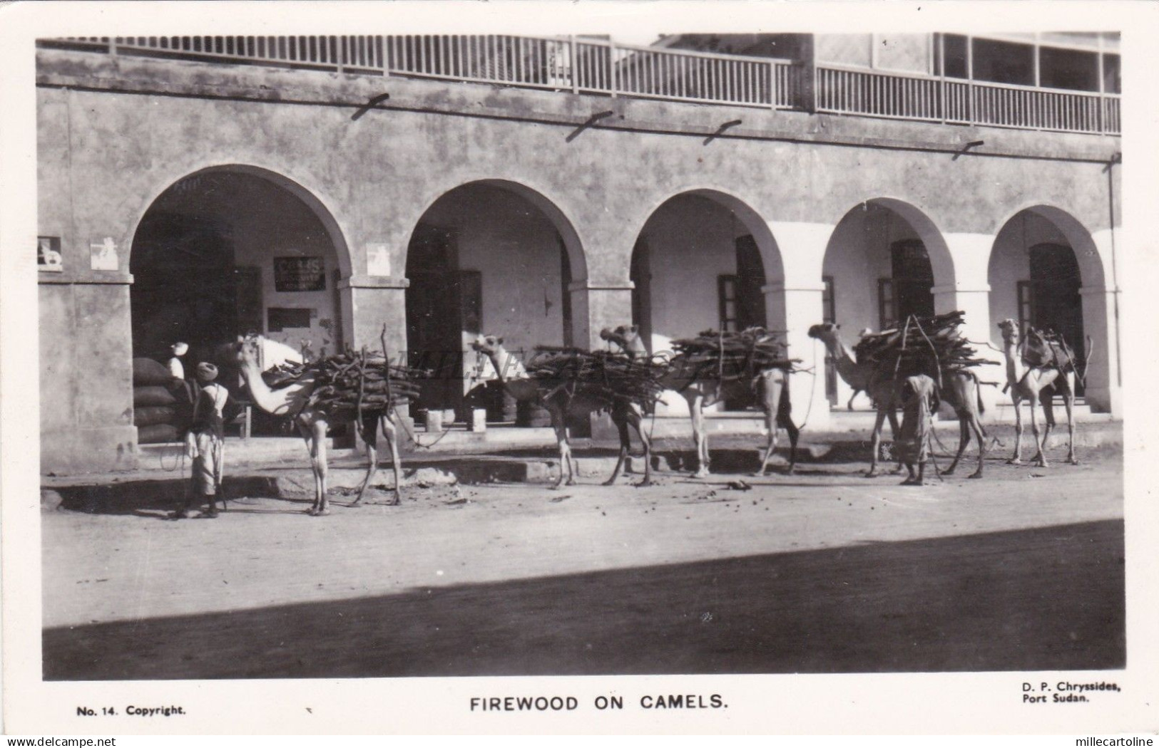 SUDAN - Port Sudan - Firewood on Camels - Real Photo Production