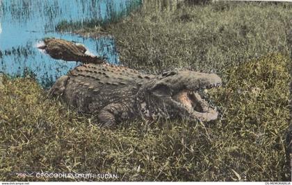 Sudan - Crocodile in South Sudan