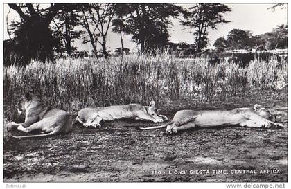 Sudan - Lion Siesta real photo postcard