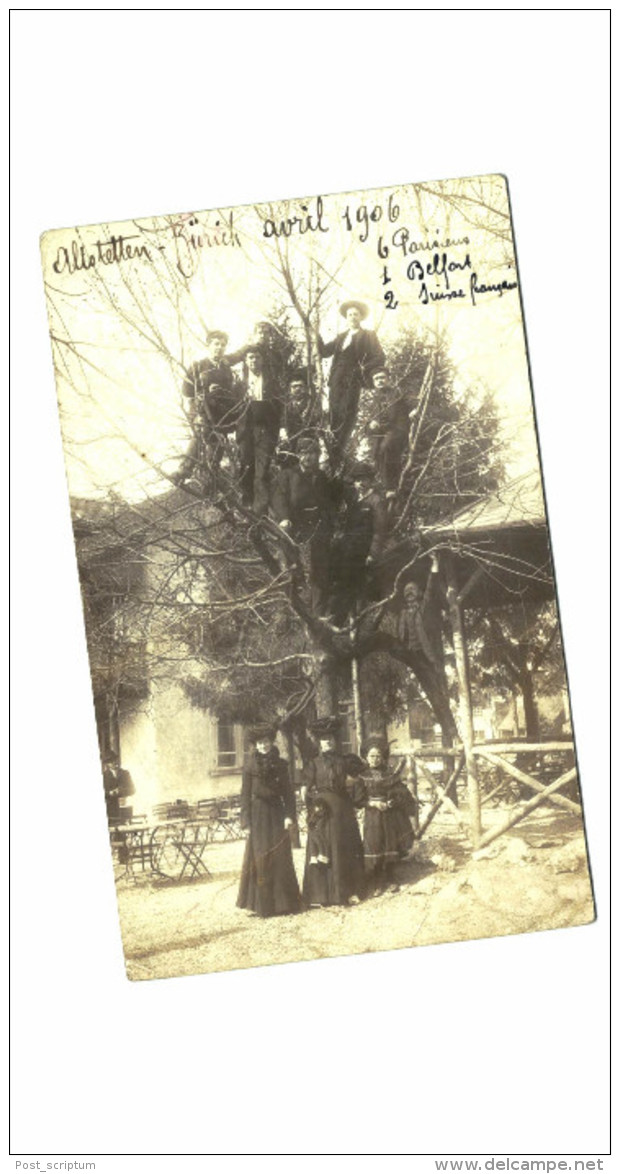 Suisse - Altstetten Zurich - carte photo - sur un arbre perchés