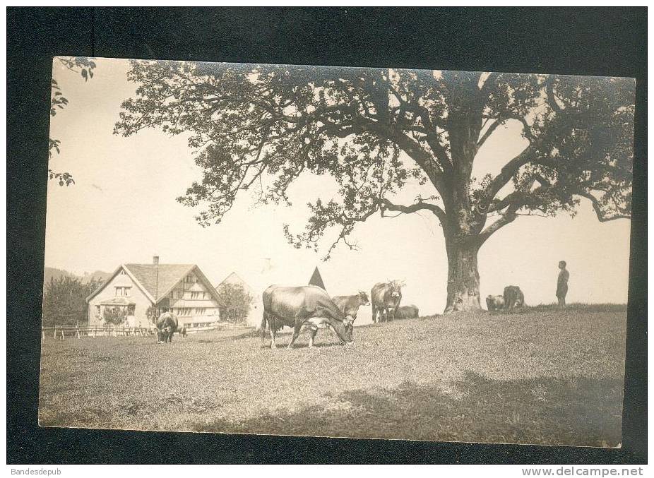 Suisse  AR  - HEIDEN ( ?? à confirmer) - Carte Photo ( Photo und Verlag Hausamann Heidenanimée vache Préalpes  )