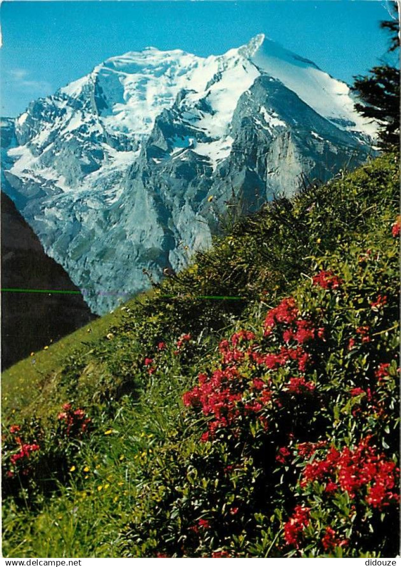 Suisse - BE Berne - Balmhorn, Altels - Fleurs - CPM - Carte Neuve - Voir Scans Recto-Verso