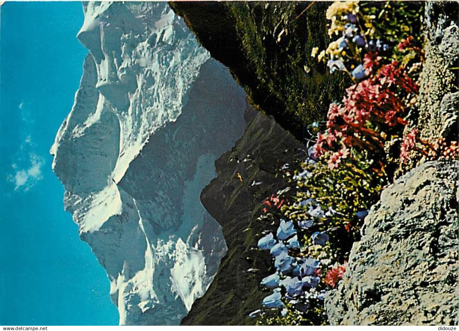 Suisse - BE Berne - Jungfrau - Fleurs - CPM - Carte Neuve - Voir Scans Recto-Verso