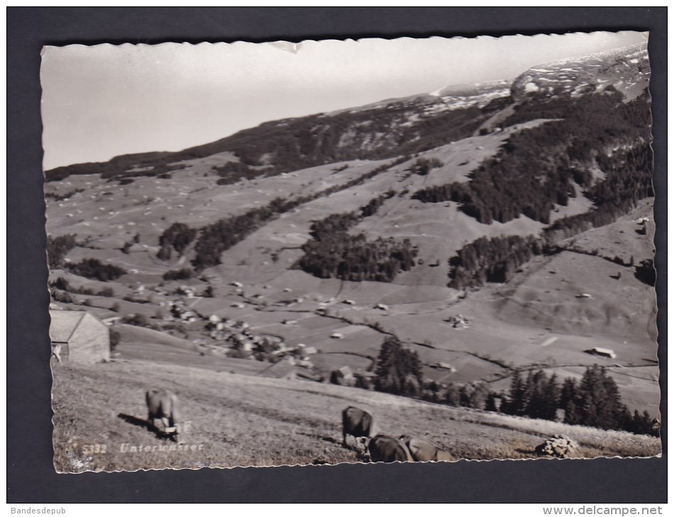 Suisse SG - Unterwasser ( vaches au paturage Rud. Suter Oberrieden)