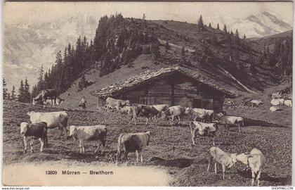 Suisse - Mürren - Breithorn - Vaches