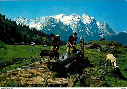 Suisse - BE Berne - Wetterhorngruppe - Chèvres - CPM - Carte Neuve - Voir Scans Recto-Verso