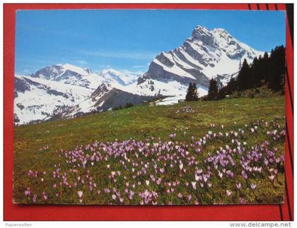 Glarus Süd (GL) Braunwald - Krokuswiese mit Ortstock